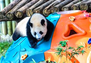 CHINA-CHONGQING-CACHORRO DE PANDA-CUMPLEAÑOS