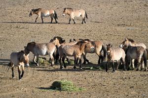 CHINA-XINJIANG-CABALLO DE PRZEWALSKI-REINTRODUCCION A LA VIDA SILVESTRE