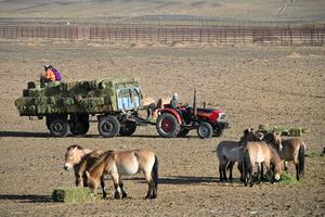 CHINA-XINJIANG-CABALLO DE PRZEWALSKI-REINTRODUCCION A LA VIDA SILVESTRE