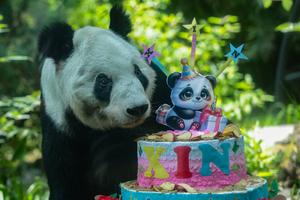 MEXICO-CIUDAD DE MEXICO-CHINA-PANDA GIGANTE-CELEBRACION