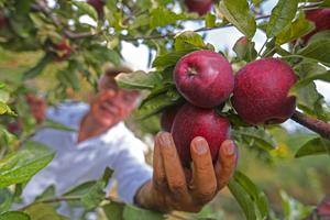 LIBANO-BASKINTA-FESTIVAL DE MANZANAS