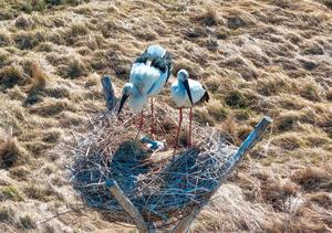 CHINA-HEILONGJIANG-RESERVA NATURAL-AVES MIGRATORIAS-CRIA