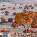 CHINA-MONGOLIA INTERIOR-LIGA DE HINGGAN-MAPLE-PAISAJE