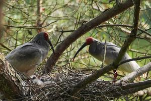 CHINA-SHAANXI-HANZHONG-IBIS CRESTADO-REPRODUCCION