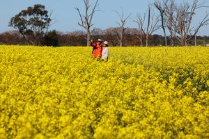 AUSTRALIA-NUEVA GALES DEL SUR-FLORES DE CANOLA