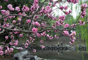 CHINA-BEIJING-PARQUE YUANMINGYUAN-PRIMAVERA-TURISMO