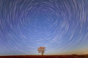 CHINA-HEILONGJIANG-CIELO ESTRELLADO-FLORES