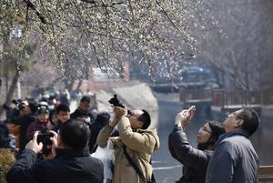 CHINA-BEIJING-FLORES DE DURAZNOS-PAISAJE