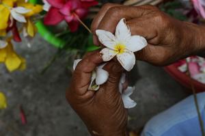 EL SALVADOR-SAN SALVADOR-FESTIVAL DE LAS FLORES Y LAS PALMAS