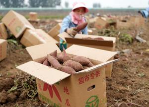 CHINA-HEBEI-LULONG-CAMOTE