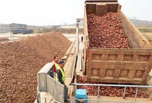 CHINA-HEBEI-LULONG-CAMOTE