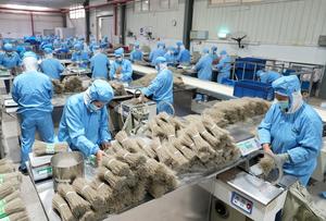 CHINA-HEBEI-LULONG-CAMOTE