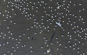 CHINA-HEILONGJIANG-AVES MIGRATORIAS