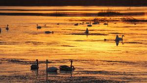 CHINA-HEILONGJIANG-AVES MIGRATORIAS