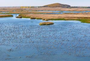 CHINA-HEILONGJIANG-AVES MIGRATORIAS