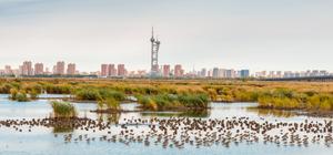 CHINA-HEILONGJIANG-AVES MIGRATORIAS