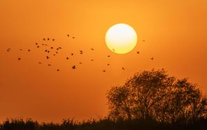 CHINA-HEILONGJIANG-AVES MIGRATORIAS