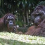 SINGAPUR-ZOOLOGICO-ORANGUTAN DE BORNEO RECIEN NACIDO