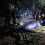 CHINA-HAINAN-SANYA-RESCATISTA DE CETACEOS