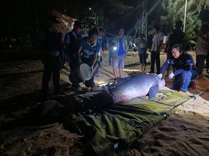 CHINA-HAINAN-SANYA-RESCATISTA DE CETACEOS