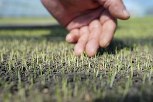 CHINA-HEILONGJIANG-SHUANGYASHAN-ARADO DE PRIMAVERA