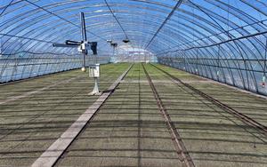 CHINA-HEILONGJIANG-SHUANGYASHAN-ARADO DE PRIMAVERA