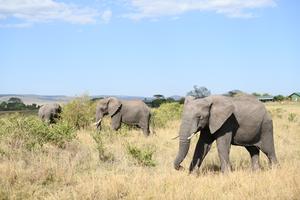 KENIA-NAROK-RESERVA NACIONAL MASAI MARA