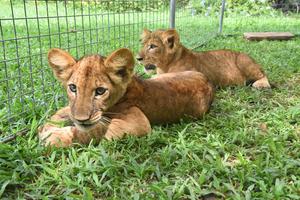 SRI LANKA-DEHIWALA-MOUNT LAVINIA-ZOOLOGICO-CACHORROS DE LEON