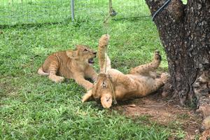 SRI LANKA-DEHIWALA-MOUNT LAVINIA-ZOOLOGICO-CACHORROS DE LEON