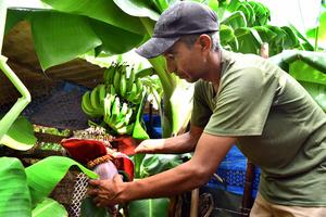 CUBA-HABANA-AGRICULTURA-PROGRAMA