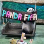 CHINA-TAIWAN-TAIPEI-PANDA GIGANTE-CUMPLEAÑOS