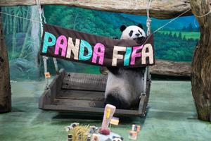 CHINA-TAIWAN-TAIPEI-PANDA GIGANTE-CUMPLEAÑOS