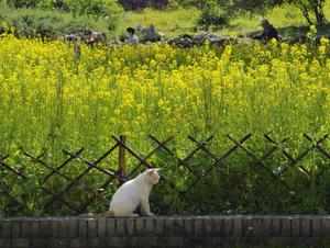 CHINA-BEIJING-FLORES DE COLZA
