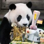 CHINA-TAIWAN-TAIPEI-PANDA GIGANTE-CUMPLEAÑOS