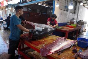 LIBIA-TRIPOLI-MERCADO DE PESCADO-PESCA