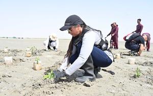 KUWAIT-GOBERNACION DE JAHRA-PLANTACION DE MANGLARES