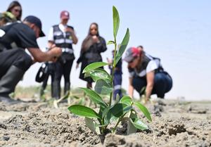 KUWAIT-GOBERNACION DE JAHRA-PLANTACION DE MANGLARES