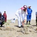 KUWAIT-GOBERNACION DE JAHRA-PLANTACION DE MANGLARES