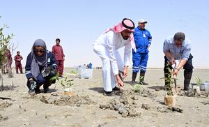 KUWAIT-GOBERNACION DE JAHRA-PLANTACION DE MANGLARES