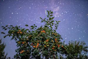 CHINA-HEILONGJIANG-HARBIN-CIELO ESTRELLADO-FRUTAS Y CULTIVOS