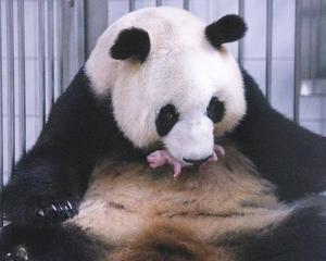 REPUBLICA DE COREA-SEUL-CHINA-PANDA GIGANTE-NACIMIENTO