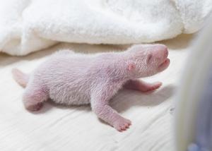 REPUBLICA DE COREA-SEUL-CHINA-PANDA GIGANTE-NACIMIENTO