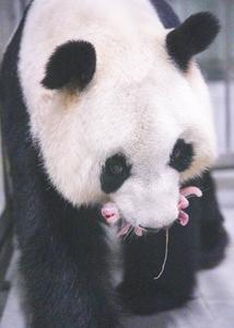REPUBLICA DE COREA-SEUL-CHINA-PANDA GIGANTE-NACIMIENTO