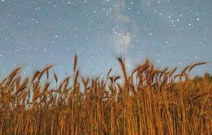 CHINA-HEILONGJIANG-HARBIN-CIELO ESTRELLADO-FRUTAS Y CULTIVOS