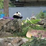 EEUU-WASHINGTON D.C.-PANDA GIGANTE-QING BAO-CUMPLEAÑOS