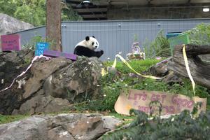 EEUU-WASHINGTON D.C.-PANDA GIGANTE-QING BAO-CUMPLEAÑOS