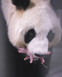 REPUBLICA DE COREA-SEUL-CHINA-PANDA GIGANTE-NACIMIENTO