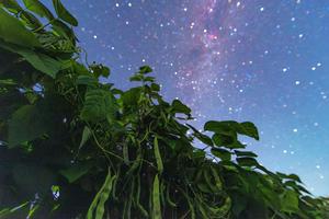 CHINA-HEILONGJIANG-HARBIN-CIELO ESTRELLADO-FRUTAS Y CULTIVOS
