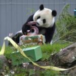 EEUU-WASHINGTON D.C.-PANDA GIGANTE-QING BAO-CUMPLEAÑOS