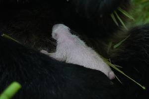 CHINA-SICHUAN-WOLONG-CACHORRO DE PANDA GIGANTE